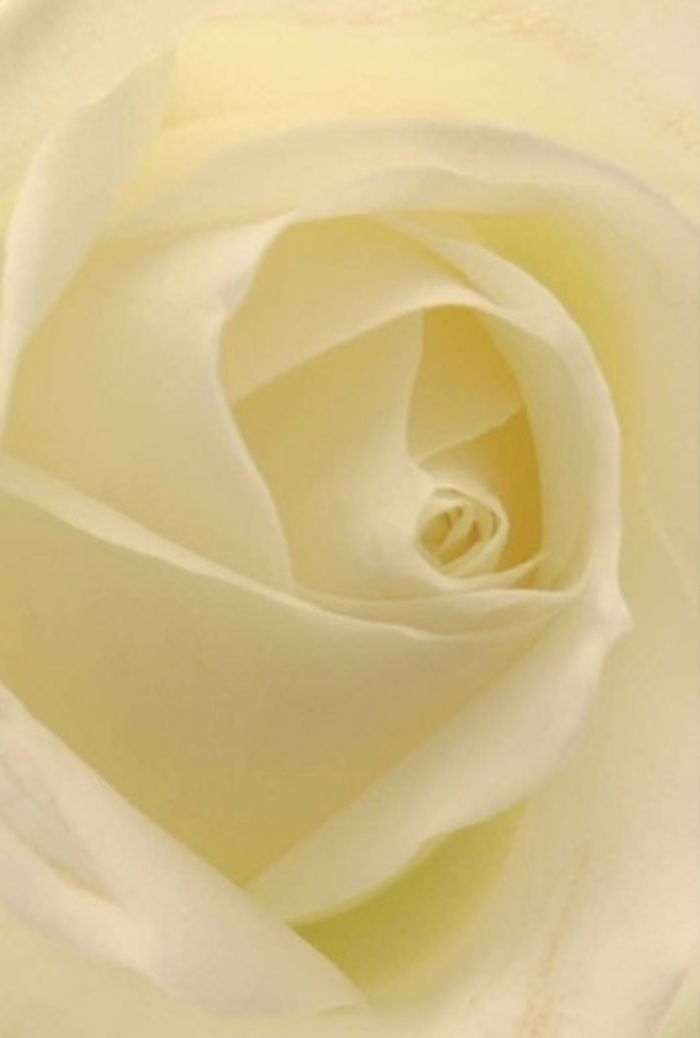 Set against the quietly sophisticated backdrop of Friern Barnet, the close perspective of this classic white rose draws the eye into its flawlessly layered centre. The petals unfold in symmetrical harmony, their luminous whites and mellow creams merging seamlessly, suffused by soft, ambient light. The overall impression is one of tranquil elegance-gentle, flowing, and imbued with a sense of peace akin to wandering through the open spaces of Friary Park on a peaceful afternoon. Each petal is softly matte, yet seems to hold a creamy internal glow, while faint shadows curl within the layers, giving the rose an inner depth that invites contemplation. This blossom, likely hand-selected by a Friern Barnet florist for its purity and near-perfection, carries emotional resonance for countless occasions: from bridal bouquets and heartfelt apologies to commemorations and new beginnings. The delicate arrangement speaks to the careful hands and artistic vision behind it, each nuance in colour and form deliberate and meaningful. A whisper of fragrance-clean, gentle, and calming-seems to hang in the air, evoking the fresh promise of a new chapter. Embraced by the rich tradition of local floral expertise, the bloom radiates resilience and quiet admiration, making it a signature offering for anyone wishing to send a message of love, understanding, or refined celebration through the beauty of flowers.