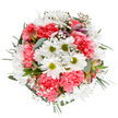 This exuberant bouquet, arranged with artistry for Friern Barnet's discerning flower lovers, glows with optimism and care. Luminous white daisies-each centered in a cushion of lime green-radiate across a field of ruffled coral-pink carnations, their textures and colours gently blending like the hues of sunset over Friary Park. Wispy baby's breath shimmers throughout, its tiny, snowy flowers creating a sense of movement and lightness. Slender hints of alstroemeria buds, their petals edged in pink and lavender, are tucked discreetly among the fresh eucalyptus and glossy dark foliage, echoing the area's diverse gardens. The bouquet's rounded, full form conjures feelings of comfort and completeness, speaking to the expert touch of local Friern Barnet florists. It conveys emotion-offering a spirited tribute for birthdays, expressions of appreciation, or heartfelt congratulations to neighbours and friends in N11. Its palette and scent recall the renewed promise of spring, the air fresh with greenery and gentle blossoms. Impeccably presented against a pristine backdrop, this bouquet truly transforms any home or celebration across Friern Barnet, capturing both the joy of floral artistry and the welcoming spirit of the community.